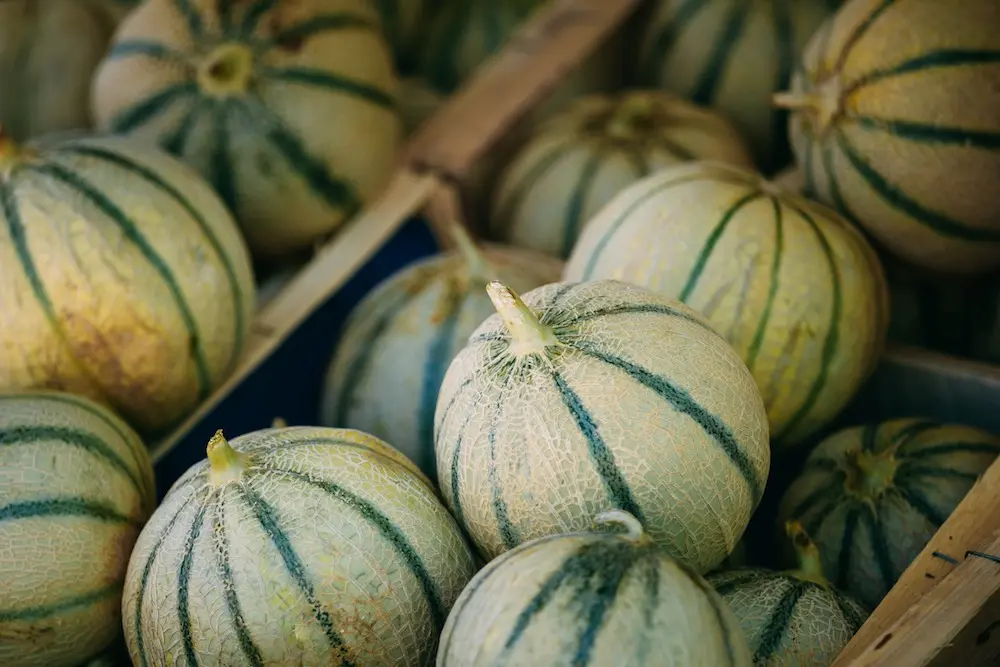 Un nouveau virus s’attaque aux courgettes, concombres et melons en France