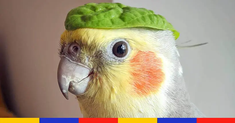 Fashion week : on adore les petits chapeaux salade de cette sympathique perruche