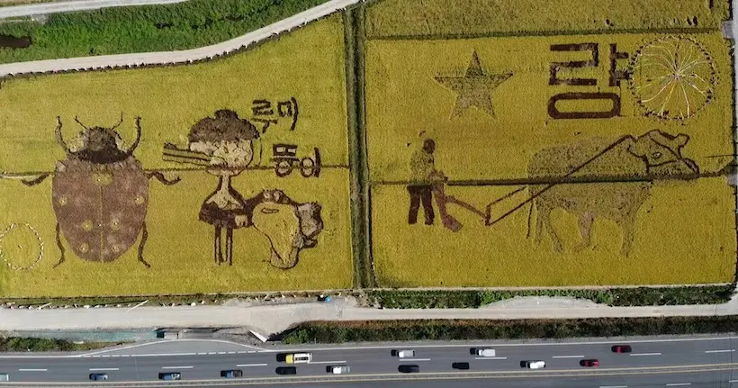 En Corée du Sud, des rizières deviennent des œuvres d’art monumentales