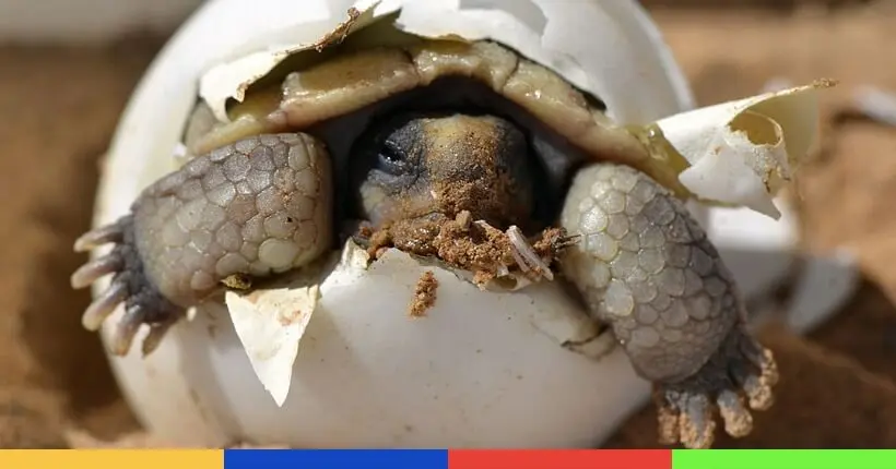 Comment des “œufs GPS” pourraient sauver les bébés tortues