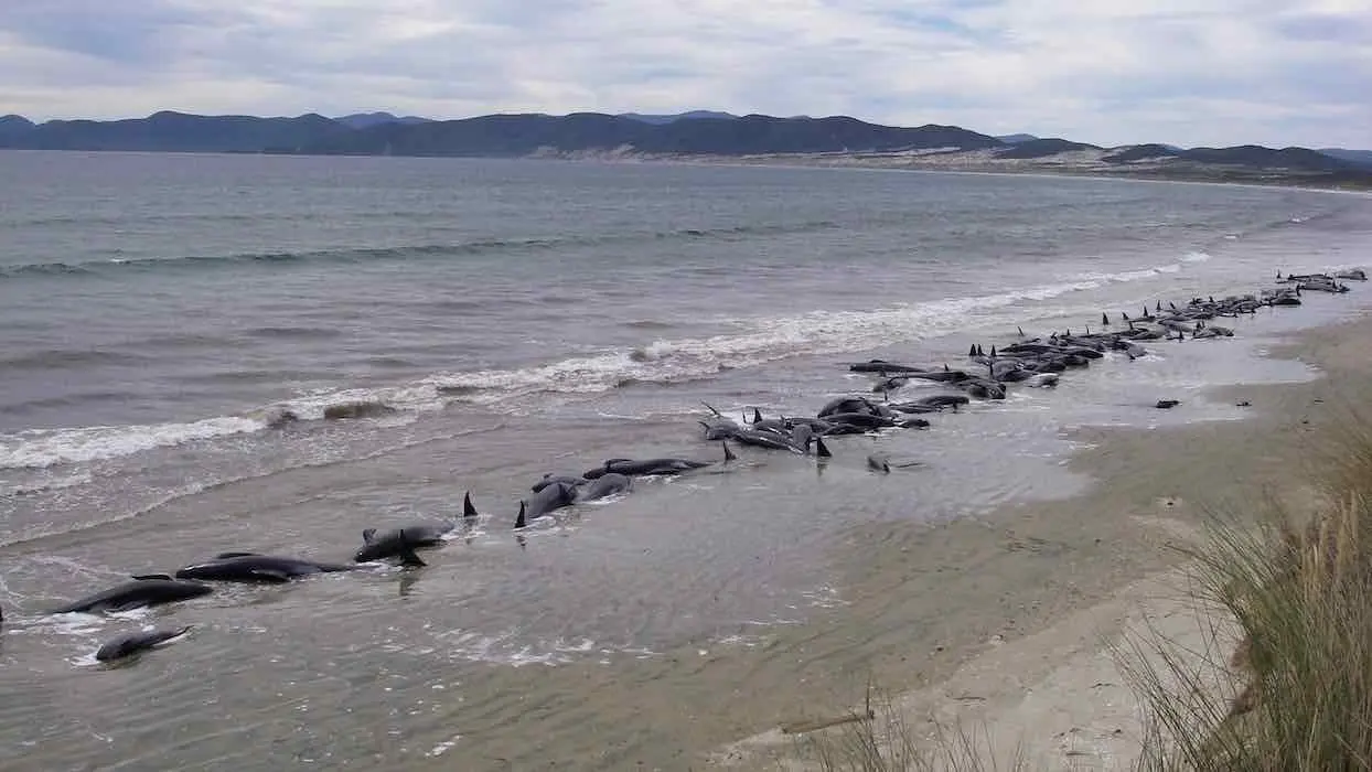 Nouvelle-Zélande : une centaine de “dauphins-pilotes” meurent échoués
