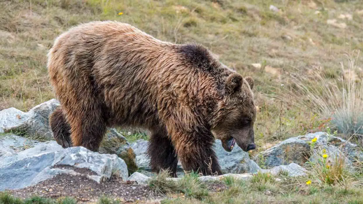 Un troisième ours abattu dans les Pyrénées