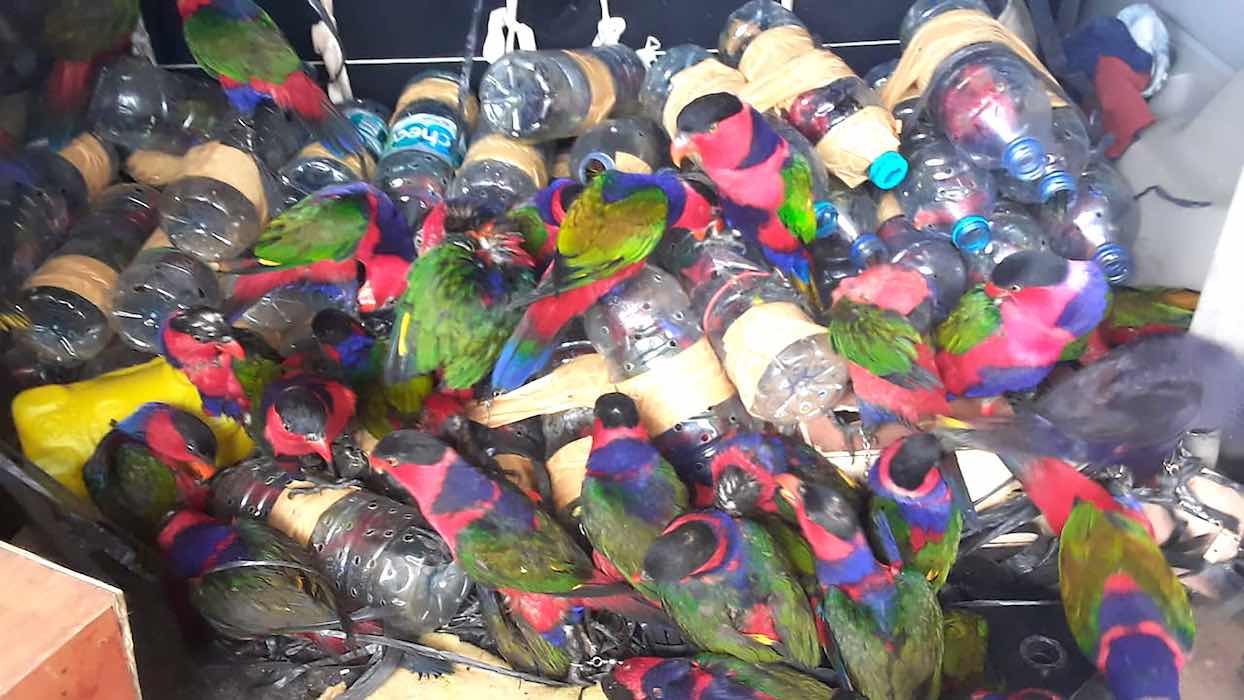 Découverte d’un trafic de perruches cachées dans des bouteilles en plastique en Indonésie
