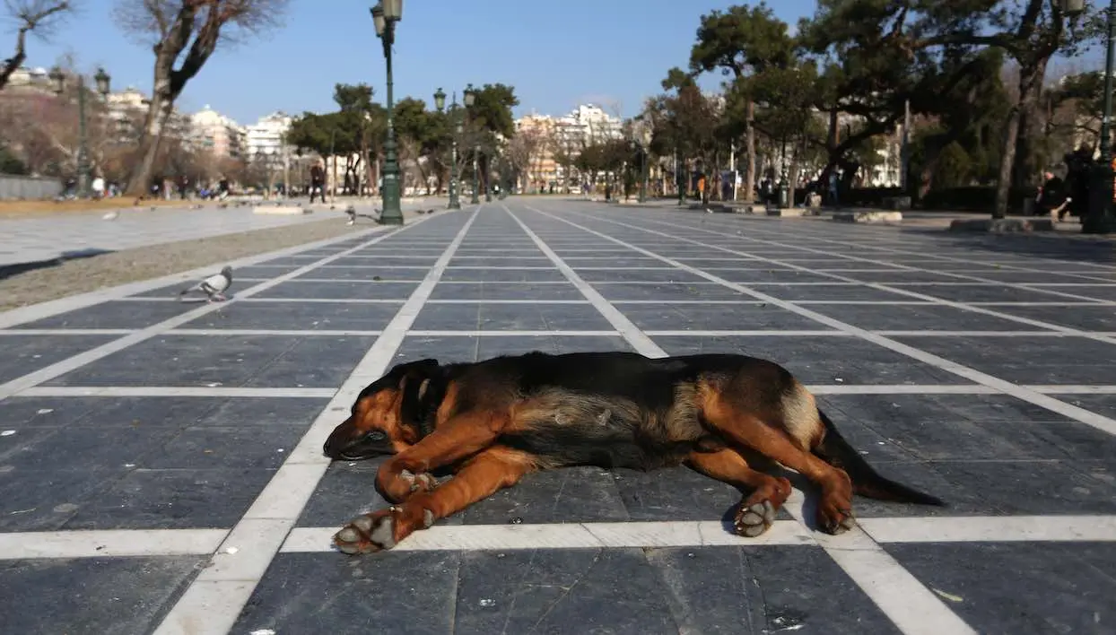 En Grèce, la maltraitance animale désormais passible de dix ans de prison