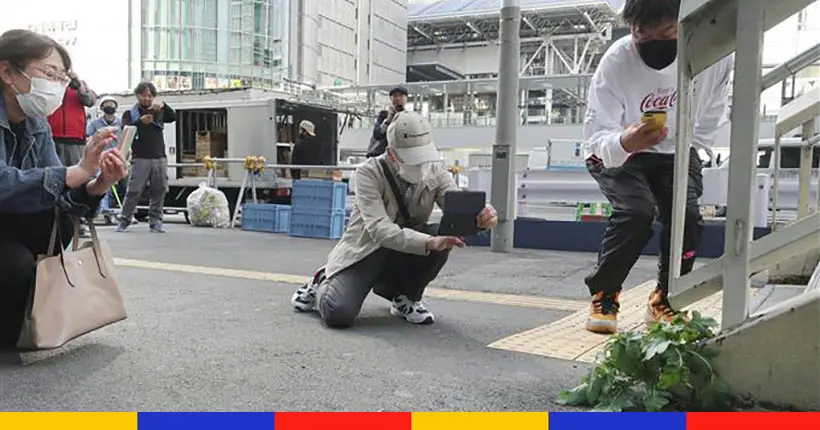 À la gare d’Osaka, un daikon sorti du goudron a fait vriller les passants