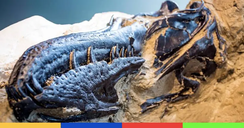 Le fossile d’un duel entre un T-Rex et un tricératops va révéler ses secrets