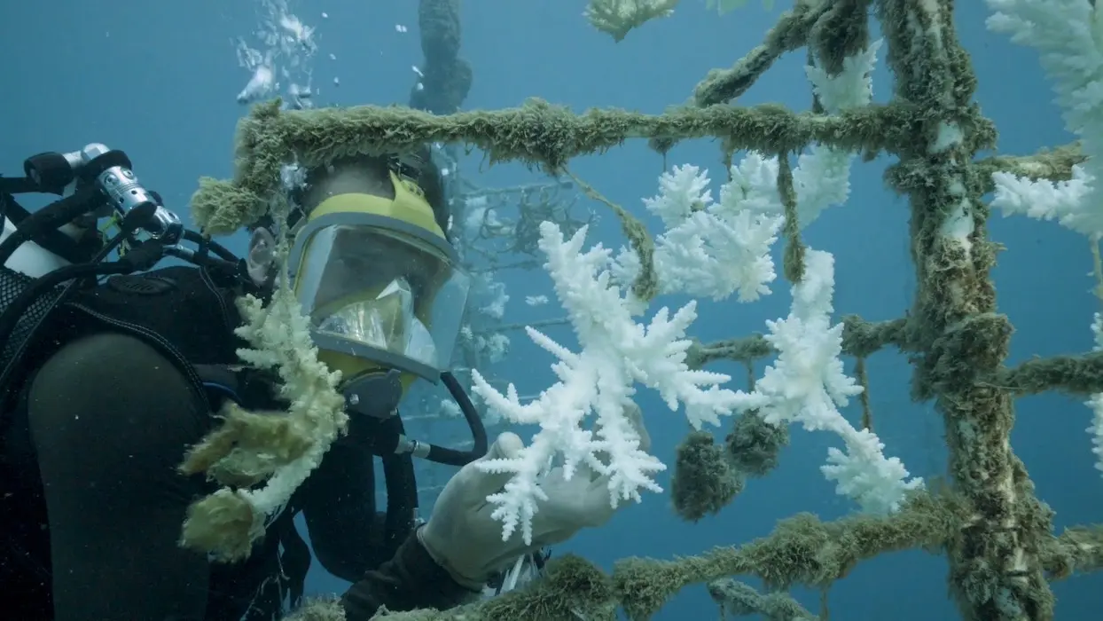 Vidéo : les “coraux du futur” pour lutter contre les effets du réchauffement climatique