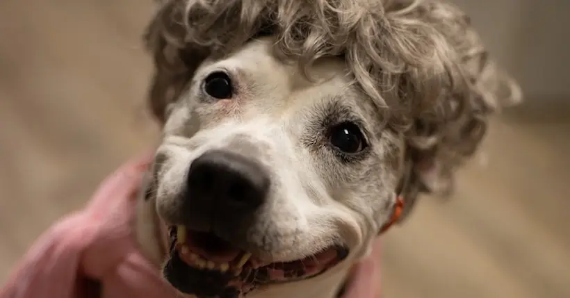 Des photos de chiens seniors déguisés en personnes âgées pour promouvoir l’adoption