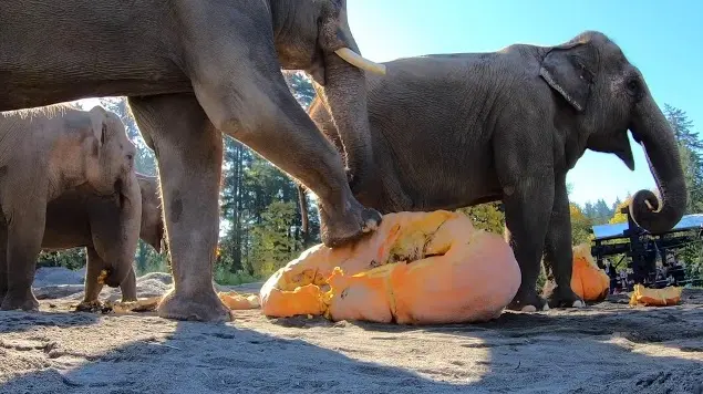 Pour le goûter, les éléphants de ce zoo s’envoient d’immenses citrouilles