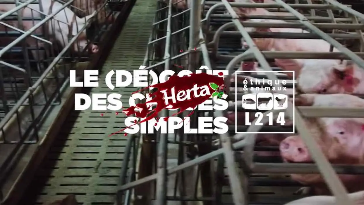 Herta suspend son approvisionnement dans un élevage français suite aux révélations de L214