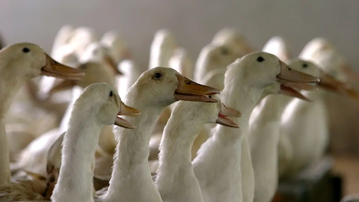 Landes : un deuxième élevage touché par la grippe aviaire