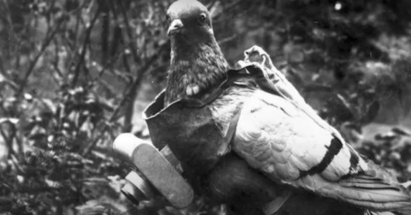 Durant la guerre froide, la CIA attachait des appareils photo à des pigeons pour espionner