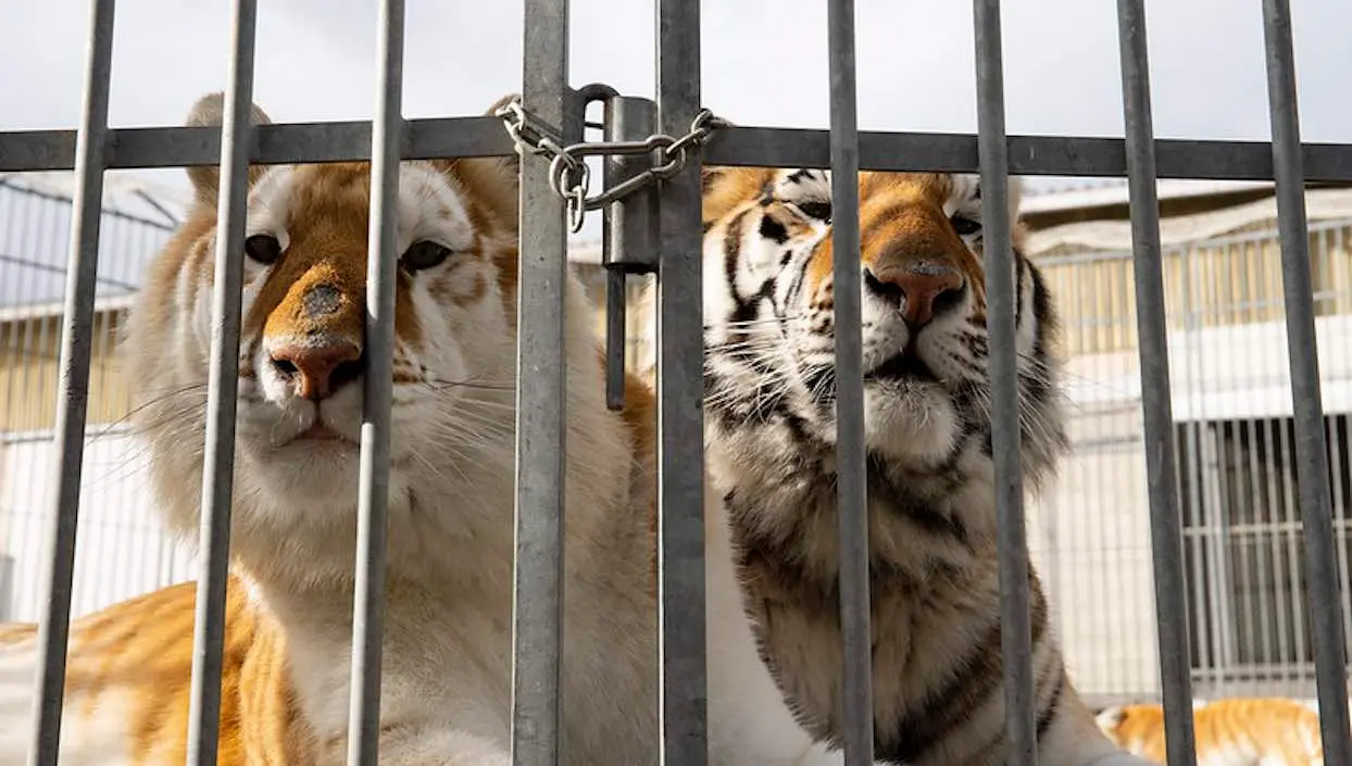 Maltraitance animale : dix tigres d’un dresseur saisis par la justice dans l’Oise