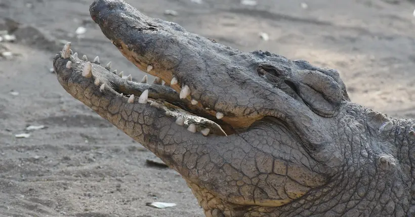 L’alligator qui a survécu au bombardement de Berlin va être empaillé et exposé à Moscou