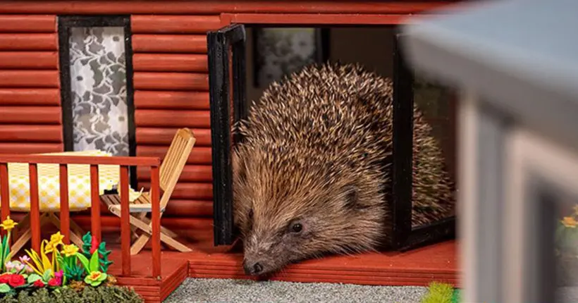 En images : un parc à hérissons pour sauver l’espèce voit le jour au Royaume-Uni