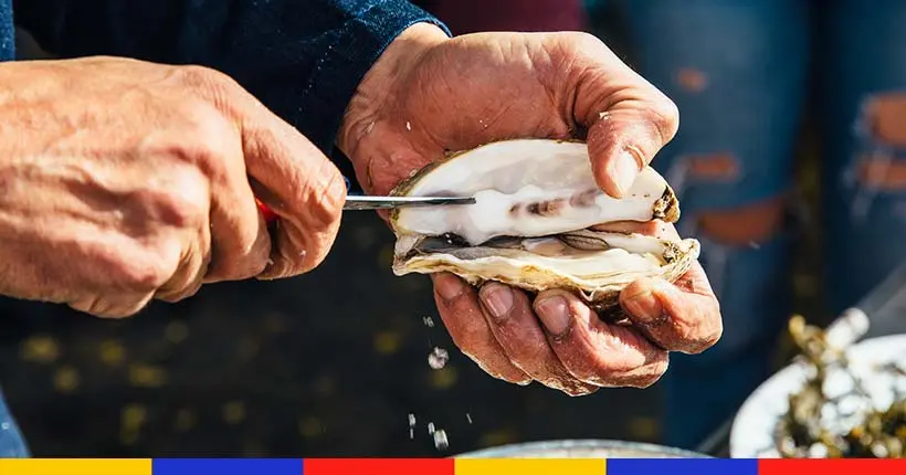 Au Portugal, le retour inattendu de l’huître disparue