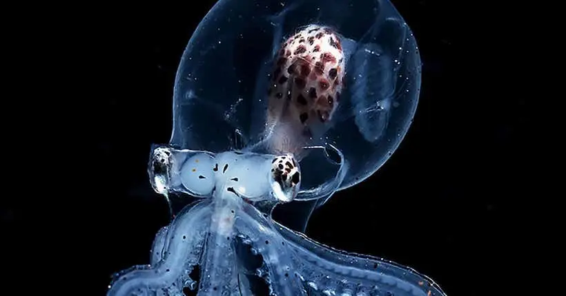 De rares photos d’un bébé pieuvre transparent ont été prises dans les abysses de l’océan