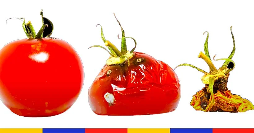 Cette vidéo d’une tomate qui pourrit pendant 131 jours est hypnotisante