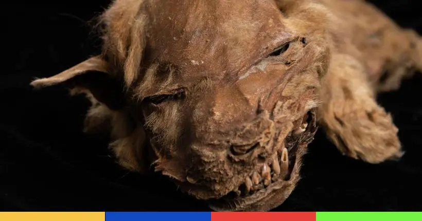 En images : une momie de chiot tout mignon âgé de 57 000 ans découverte au Canada