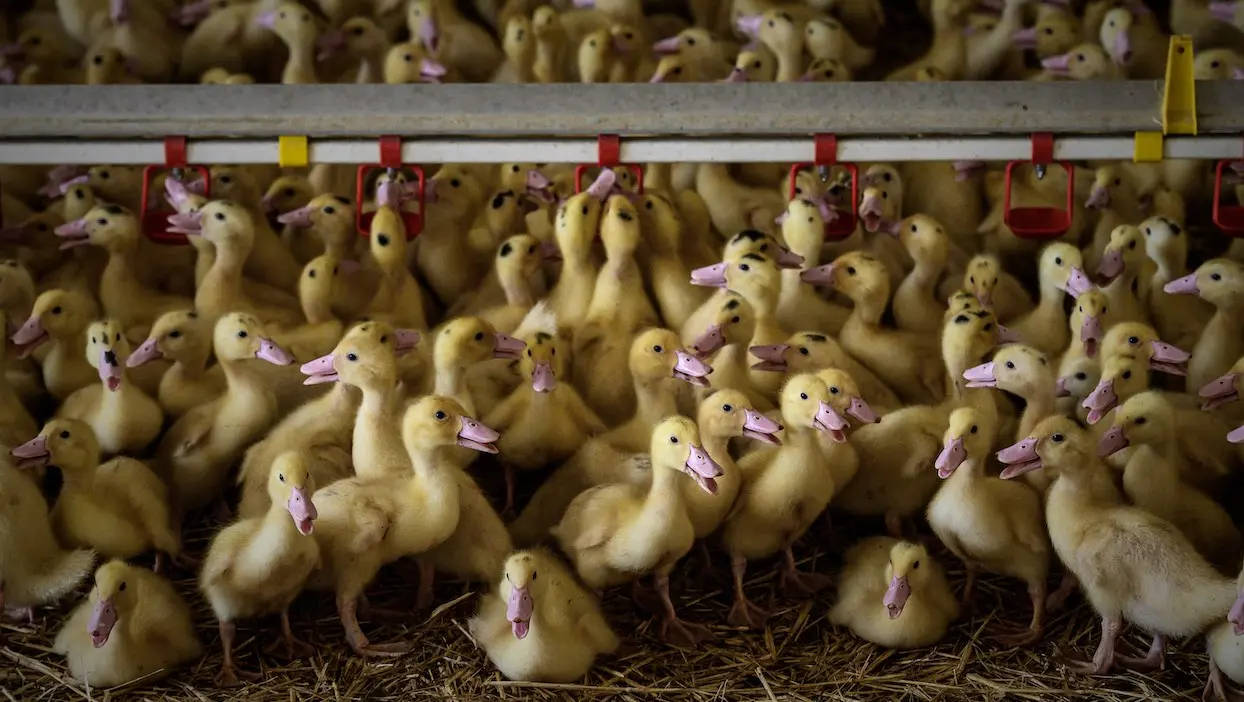 Grippe aviaire : plus de 200 000 canards déjà abattus