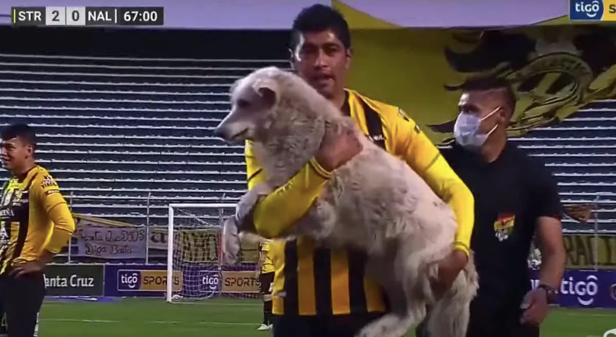 Foot : un joueur bolivien adopte un chien qui était entré sur la pelouse pendant un match