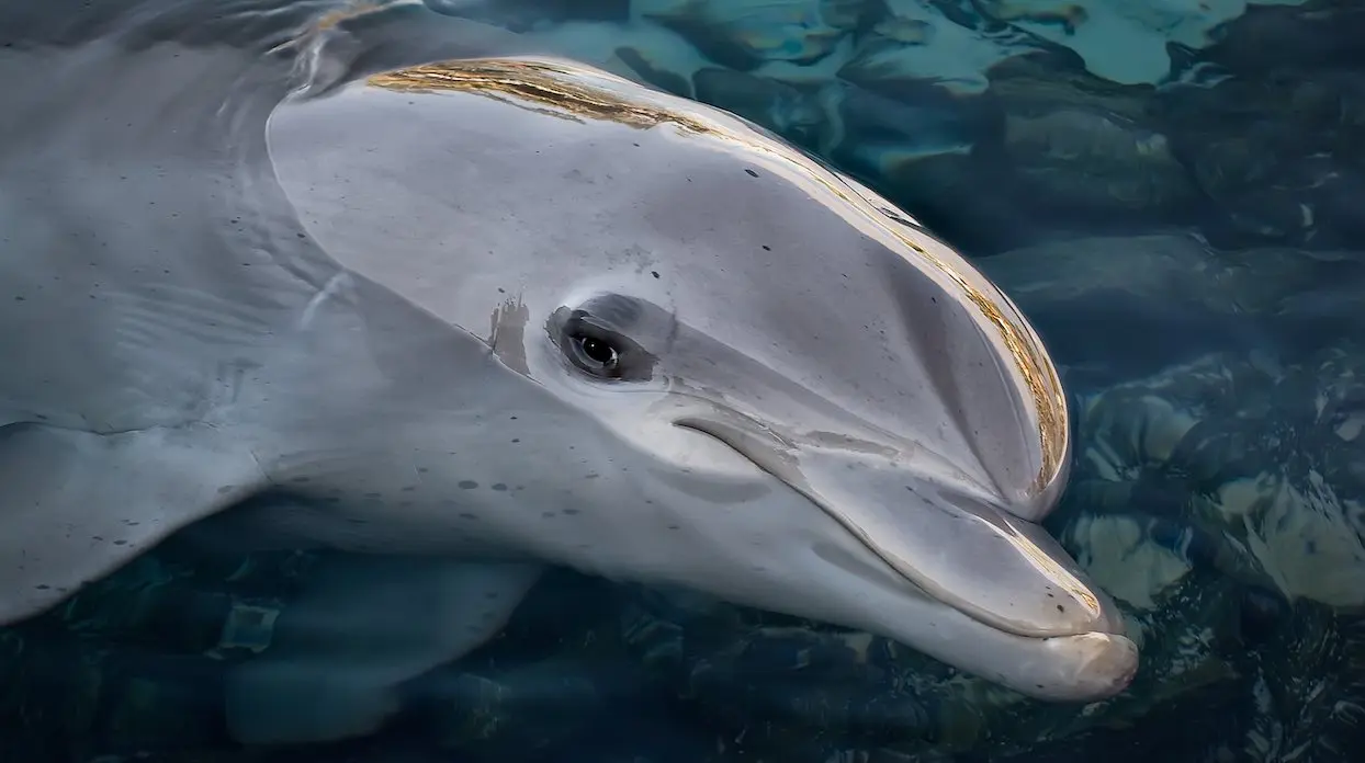 Les dauphins du Parc Astérix transférés vers d’autres delphinariums