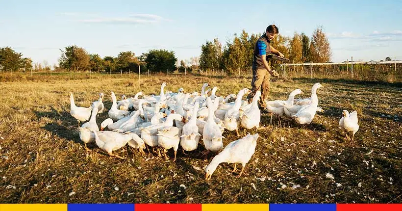 Le Sud-Ouest désemparé face aux ravages de la grippe aviaire