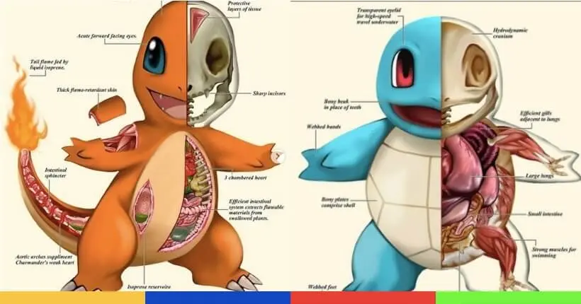 PokéNatomy, la bible indispensable pour comprendre l’anatomie des Pokémon
