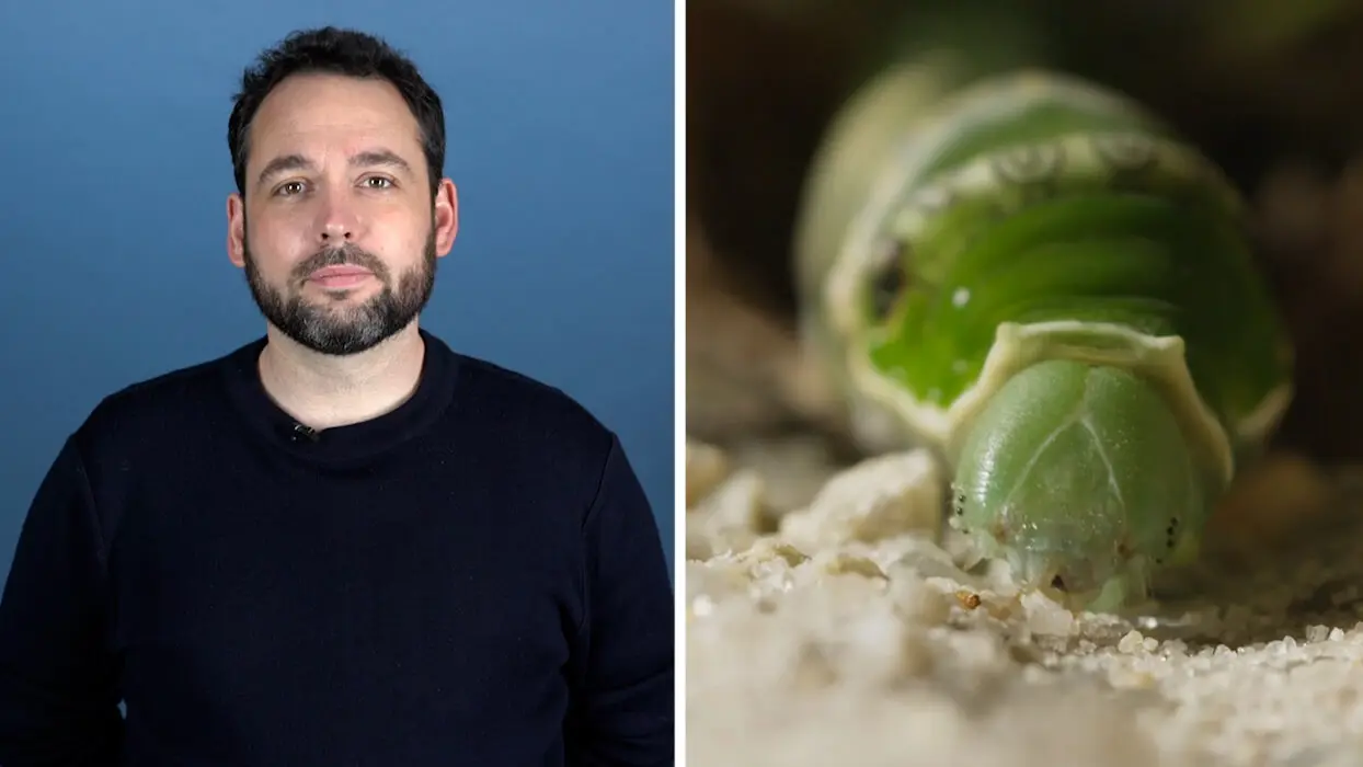 Vidéo : “Je suis réalisateur de documentaires sur les insectes”