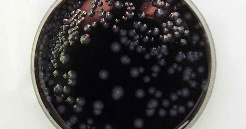 De l’art avec des bactéries : quand les artistes s’arment d’un microscope