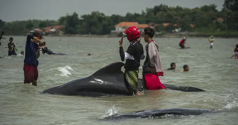 Indonésie : 46 baleines meurent sur une plage de Java