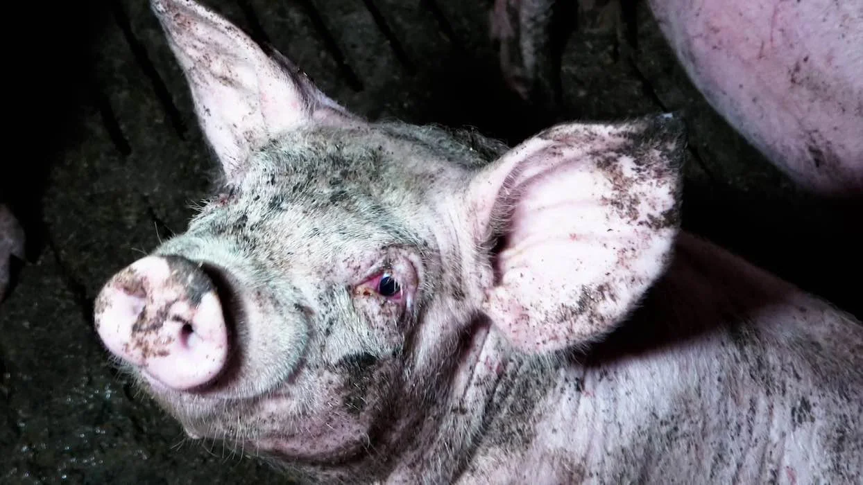 “Des violations nombreuses et identiques” : un élevage porcin à nouveau épinglé par L214