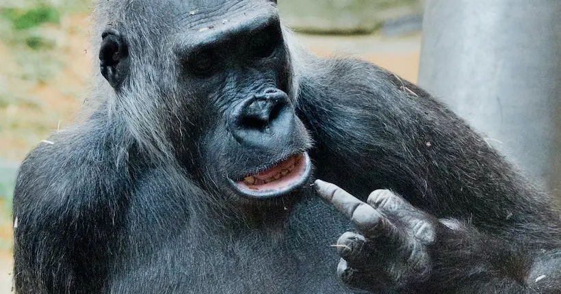 À cause des selfies de touristes, des gorilles ont été contaminés au Covid-19