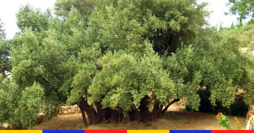 En Palestine, surveiller cet olivier millénaire est un travail à temps plein