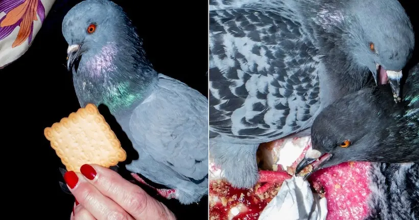 Les pigeons de Venise célébrés dans une série de photos décalée