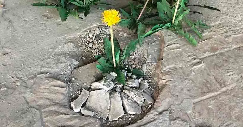 Des centaines de pissenlits disséminés au Canada en symbole de résilience