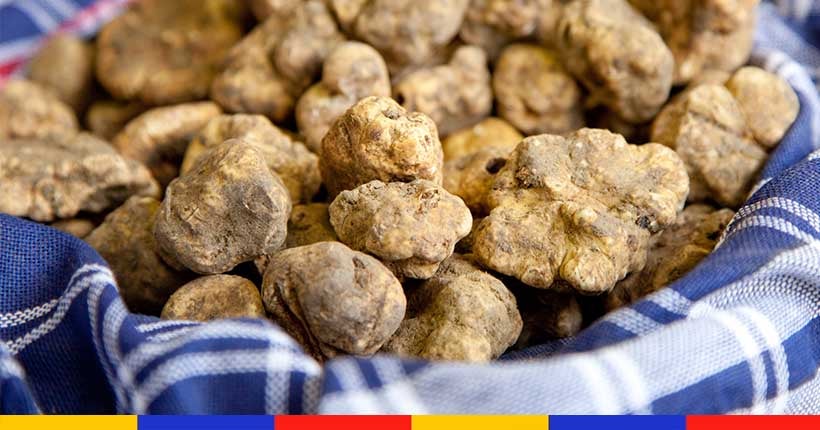 La truffe blanche d’Italie peut désormais être produite… en France