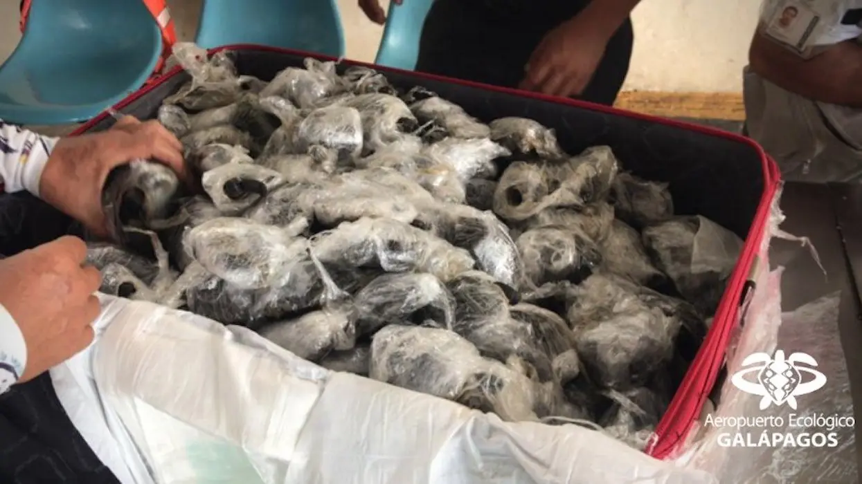 Aéroport des Galapagos : découverte d’une valise contenant 185 tortues