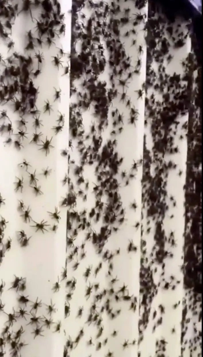 Australie : après les inondations, l’alerte aux mygales