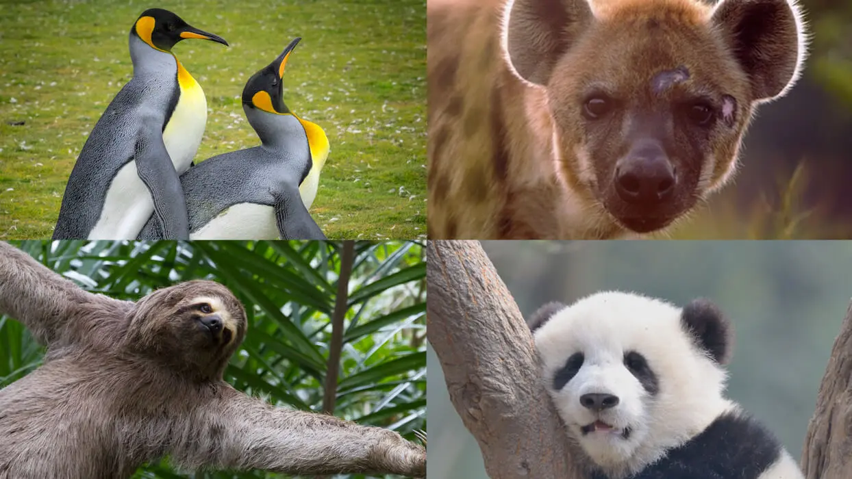 Vidéo : 4 idées reçues sur les animaux