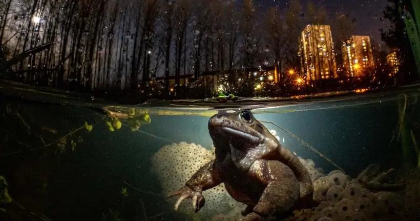 Le concours des plus belles photos aquatiques a révélé ses lauréats 2021