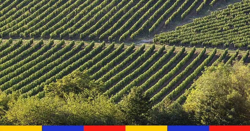 Après le gel, la France pourrait perdre jusqu’à 30 % de ses récoltes de vin