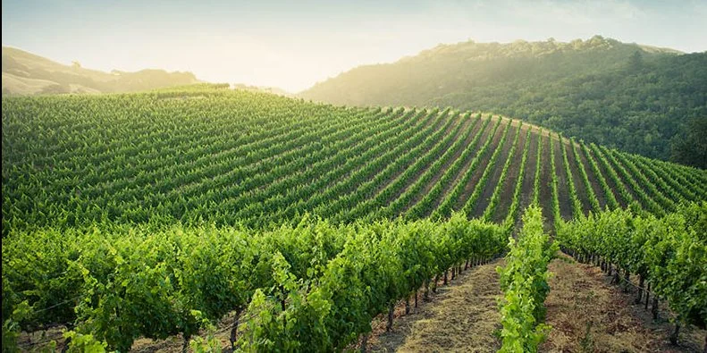Freiner la vigne pour la préserver du gel, une parade écologique pour “sauver” le vin ?