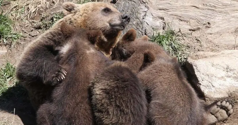 Pyrénées : le nombre d’ours et d’oursons a continué d’augmenter en 2020