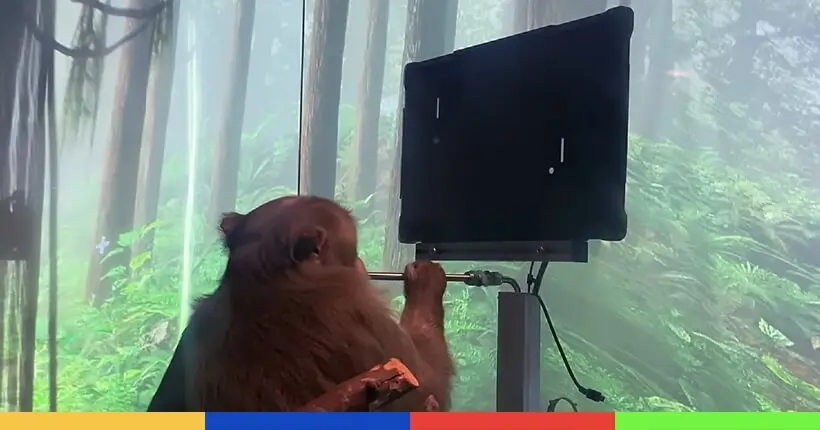 Vidéo : grâce au Neuralink d’Elon Musk, ce singe jouerait à Pong avec son esprit