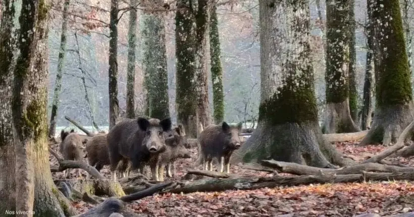 Vidéo : une fabrique à sangliers dans l’Aube ?