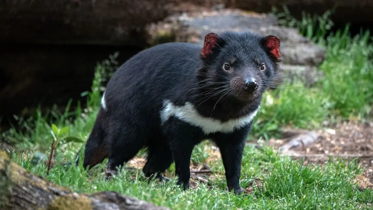 Australie : des diables de Tasmanie sont nés dans la nature, 3 000 ans après avoir disparu