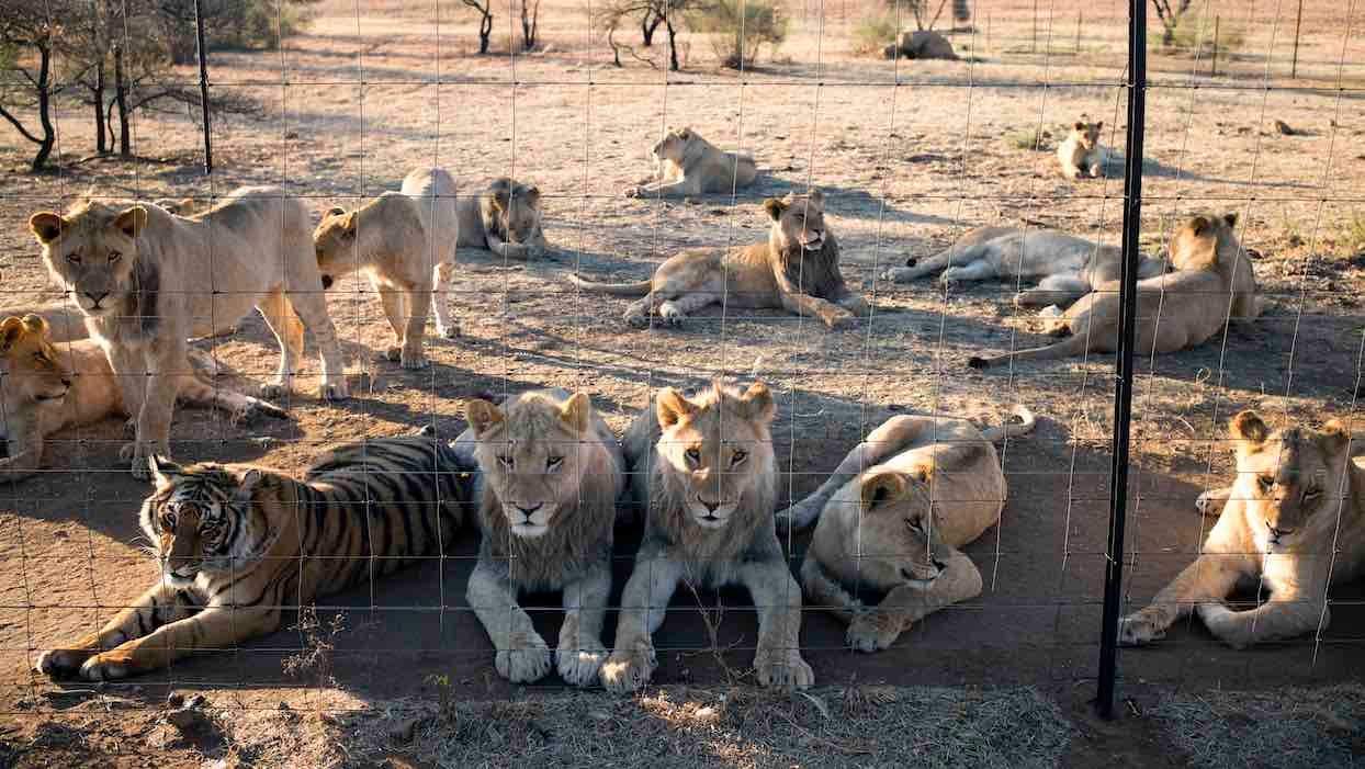 L’Afrique du Sud va interdire l’élevage de lions en captivité pour la chasse