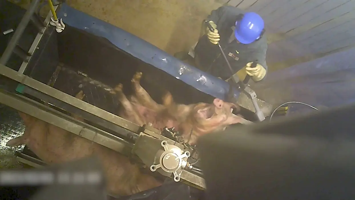 L214 : nouvelle enquête sur l'”horreur” d’un abattoir pour truies en Bretagne