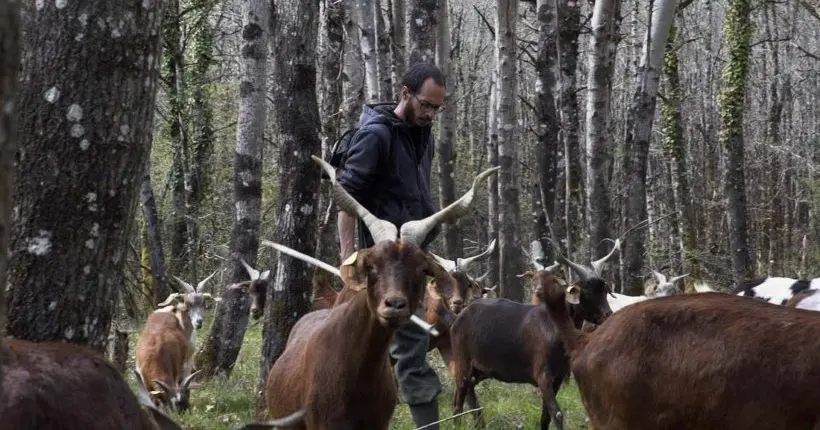 Vidéo : j’ai tout plaqué pour élever des chèvres
